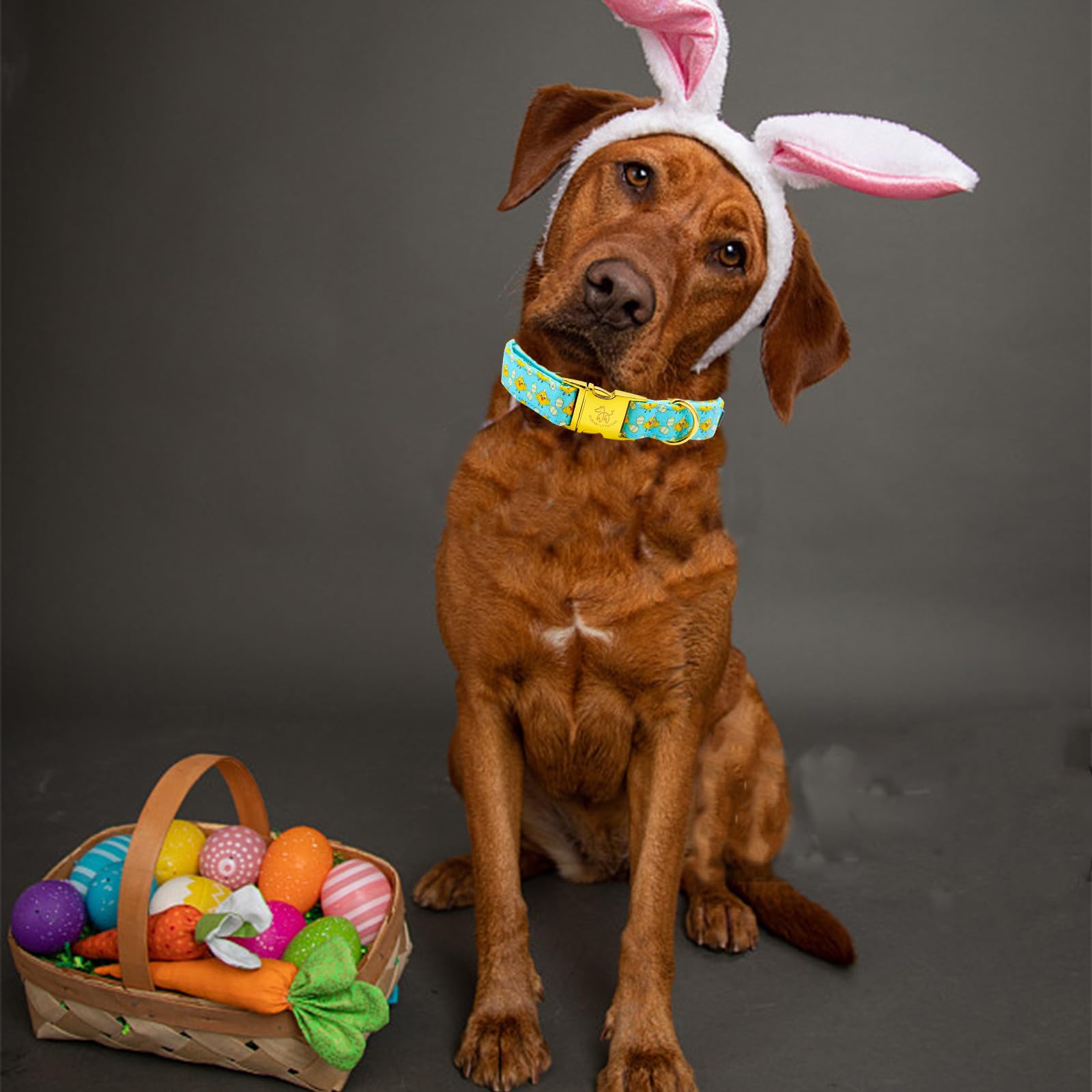 Elegant Little Tail Easter Dog Collar - Chicken Eggs Print, Blue, Adjustable for X-Large Dogs - Boy Girl Pet Gift